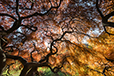 Japanese Maple